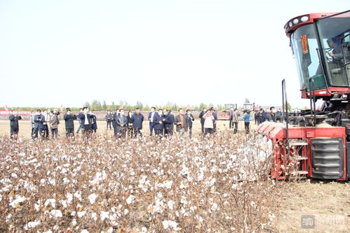 滨州市棉花生产全程机械化农机农艺融合观摩会在杨柳雪召开