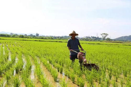 穷乡僻壤 找块地耕种,就是有机农业 盘点有机农业的7大误区